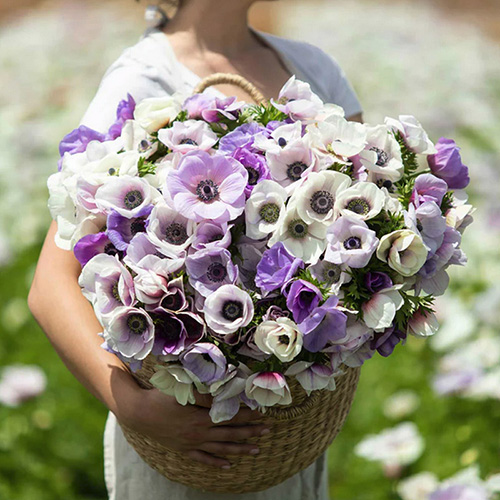 anemone rainbow