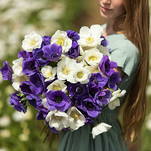 anemone de caen blue