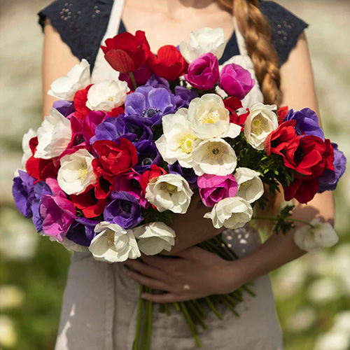 anemone mix fall