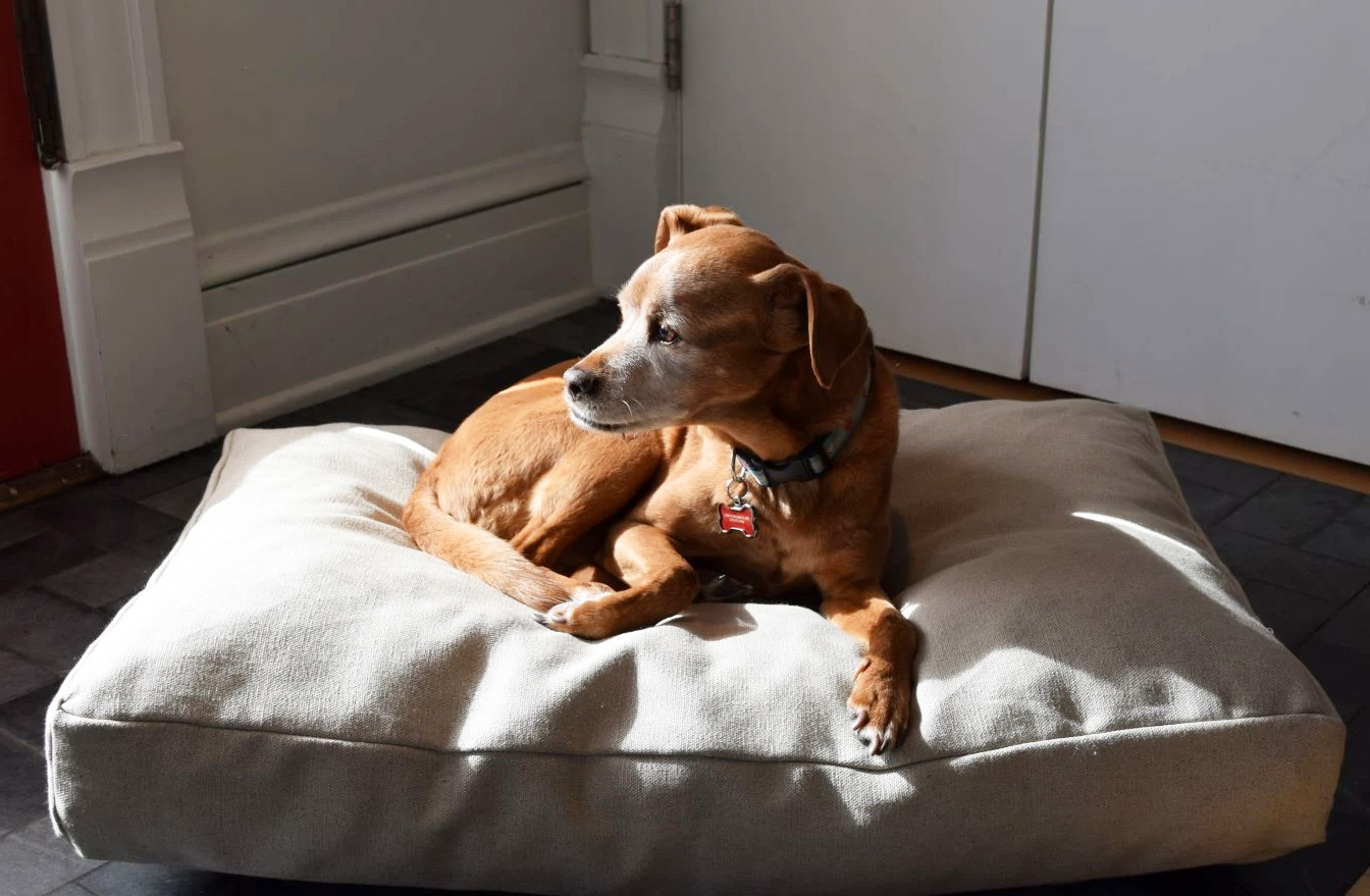 bean dog bed