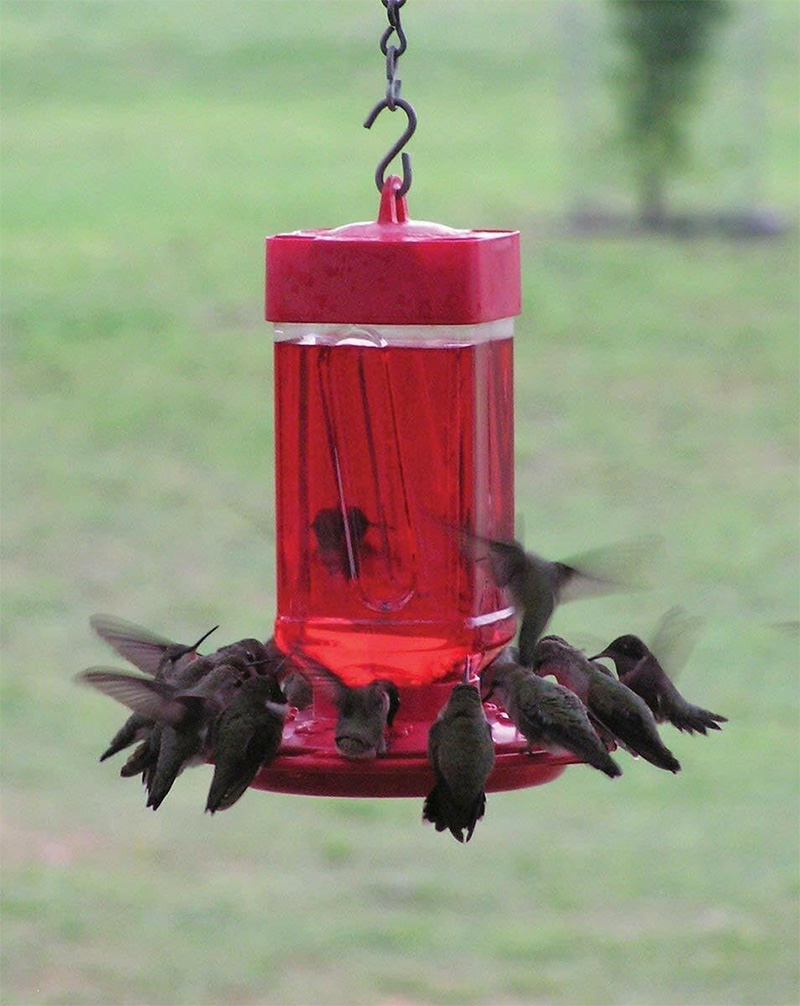 bird feeder 11