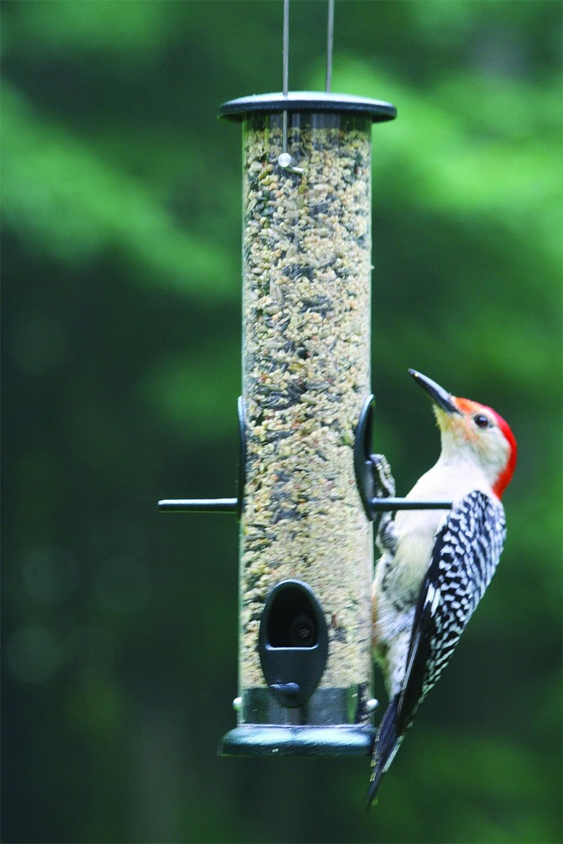 bird feeder 15