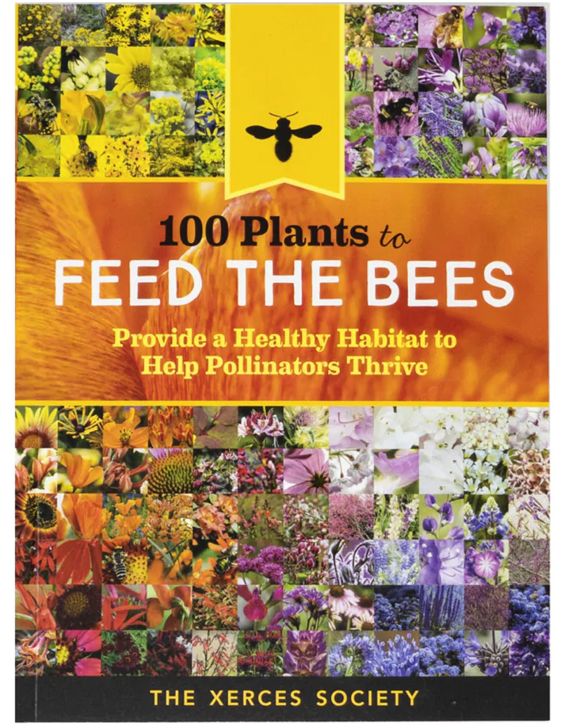 feed bees