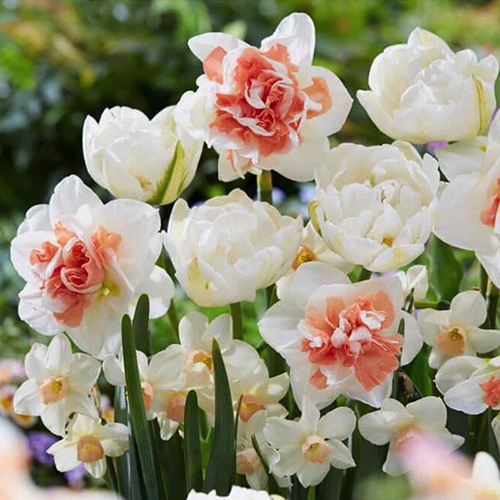 tulip and daffodil