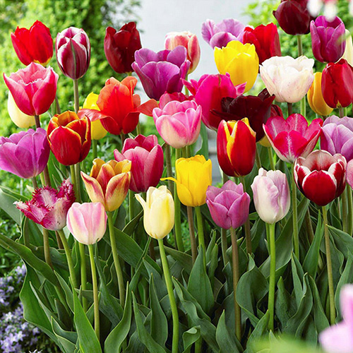 triumph tulip