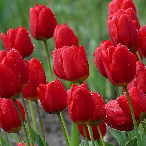 red tulip