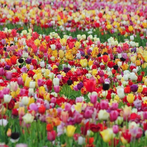 long lasting tulip