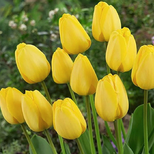 yellow tulip