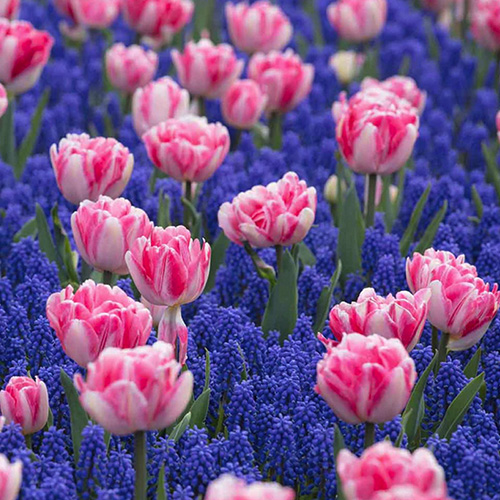 tulip and muscari