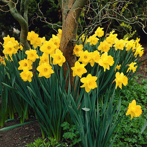 yellow bulb 40