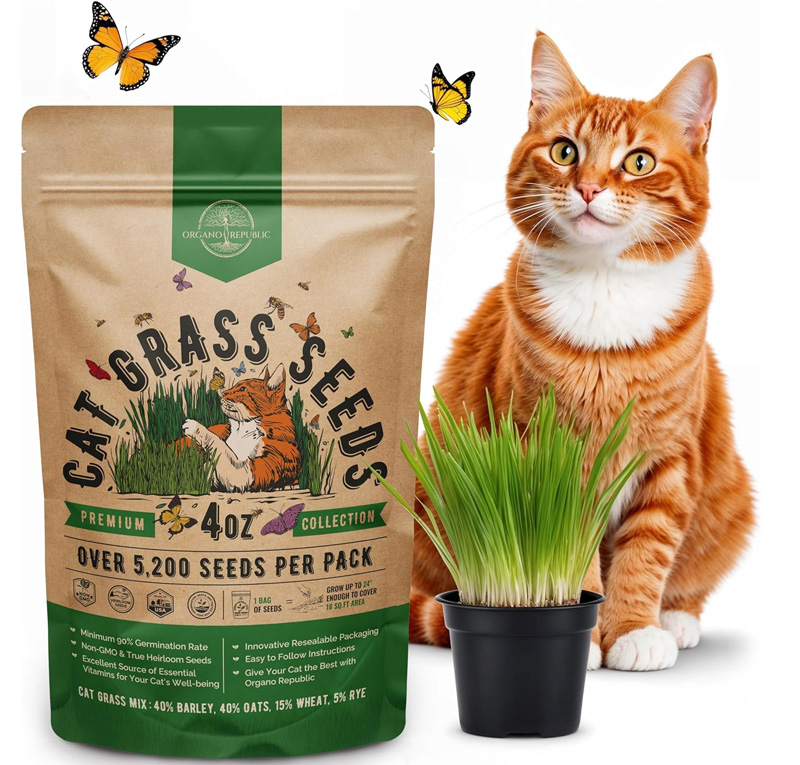 cat grass