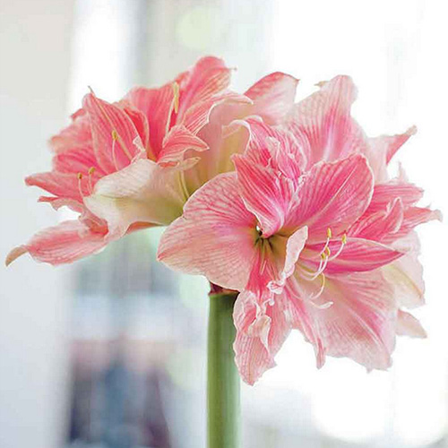 amaryllis bulb 10