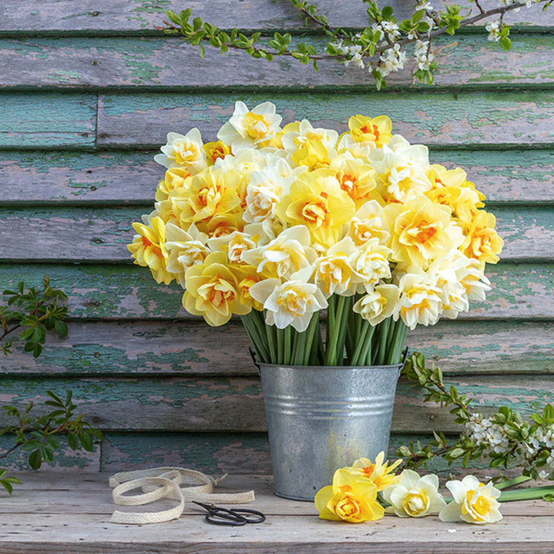 daffodil mixed