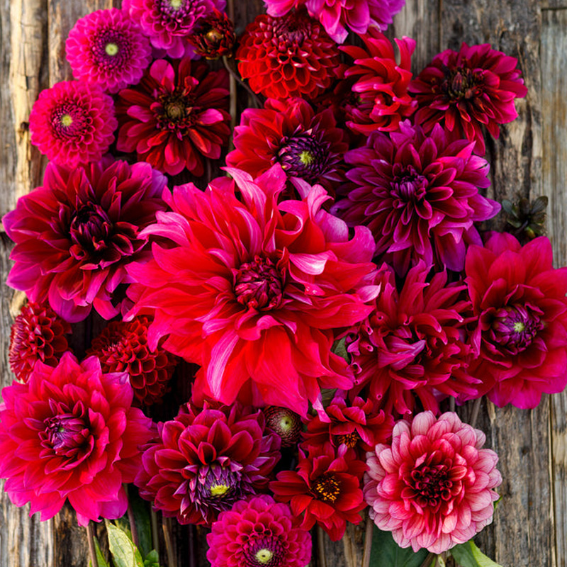 dahlia red