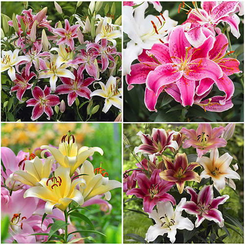 lily bulb mix