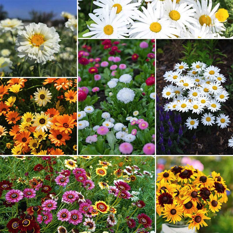 daisy mix