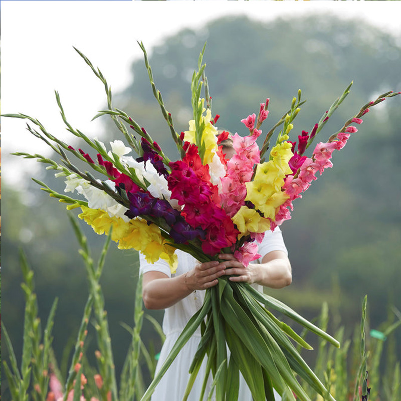 gladious mix