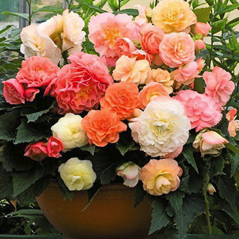reseform pastel