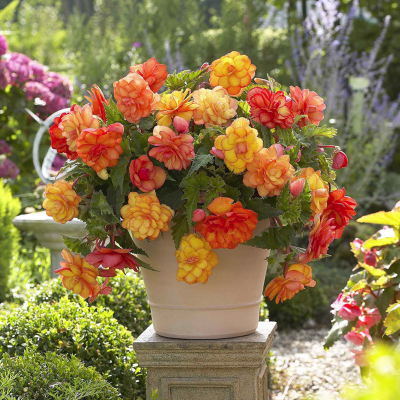apricot begonia