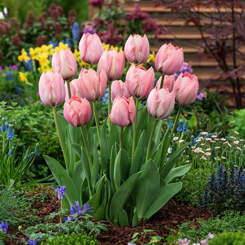 daffodil mixed