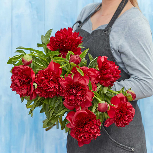 red peony