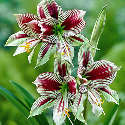 ammaryllis exotic star