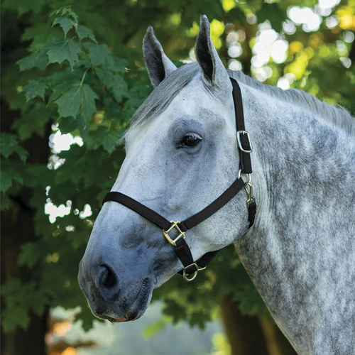 amish made halter