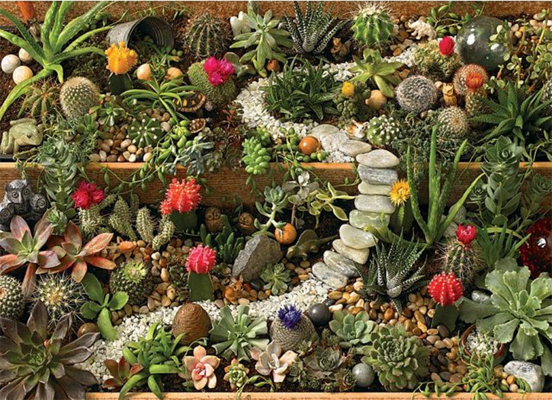 succulent garden puzzle